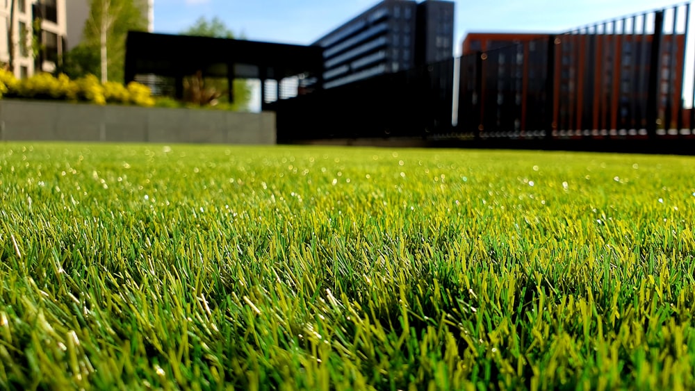 Gartenpflege mit Rasenmähen und Heckenschnitt in Zürich